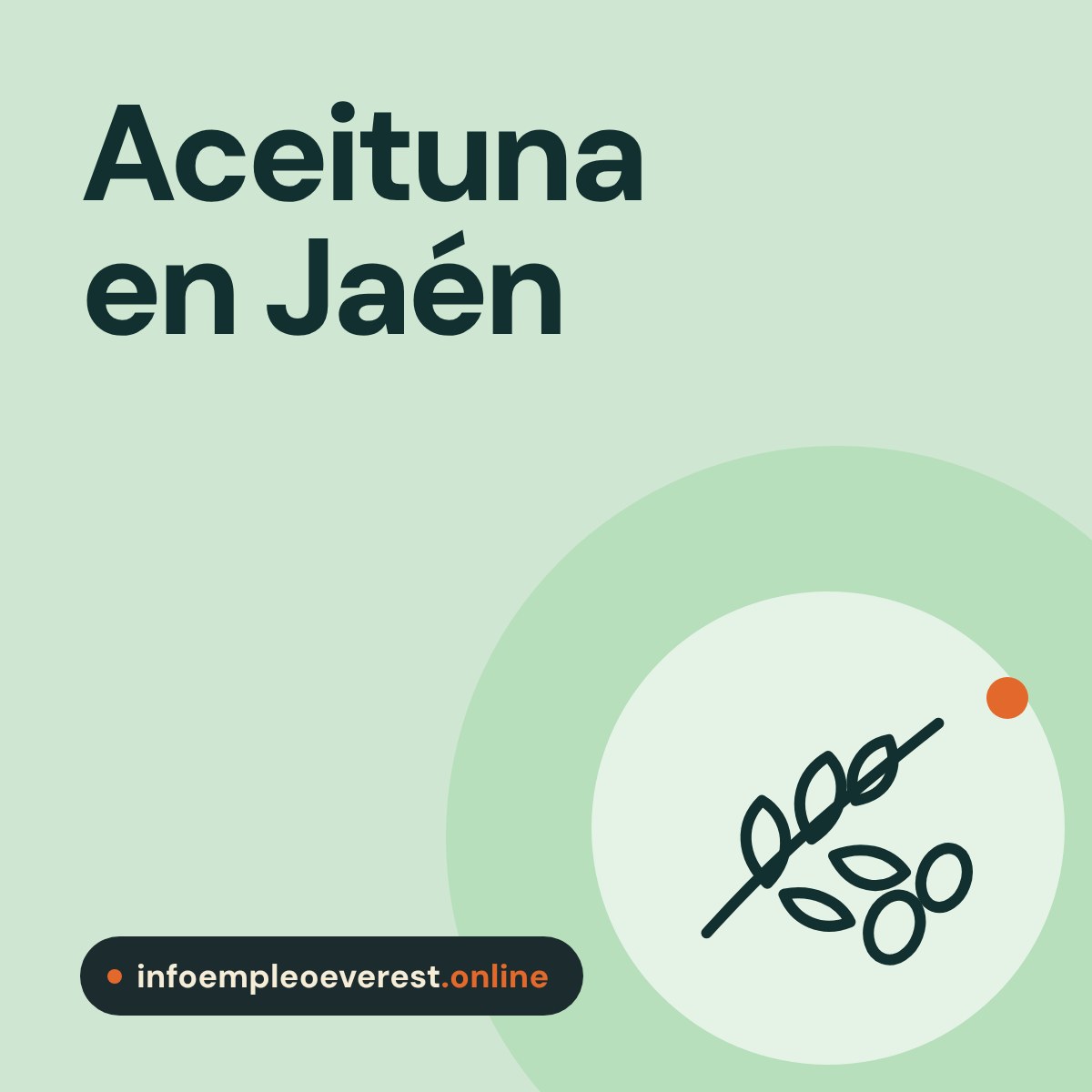 Portada de infoempleoeverest.online: aceituna en Jaén